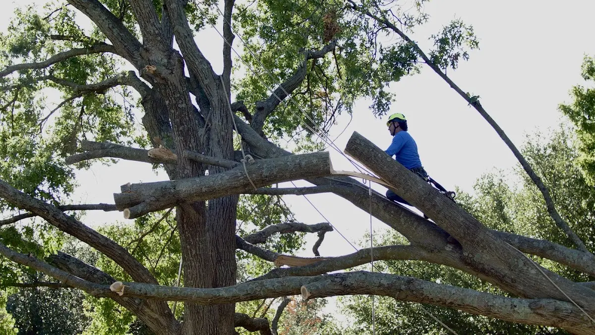 Professional Crown Thinning performed by certified arborists in Purchase